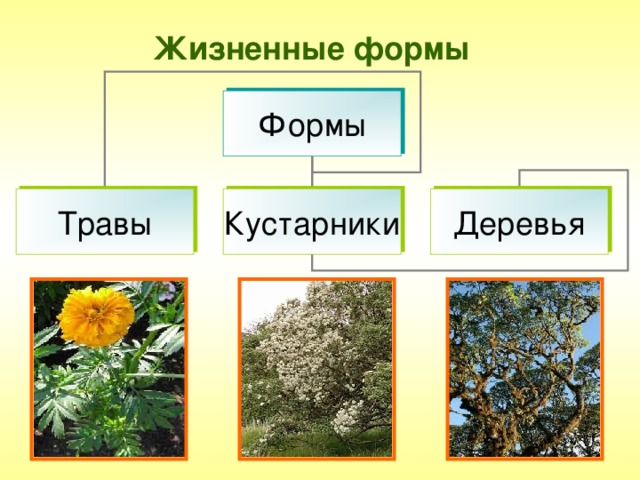 Жизненные формы Формы Травы Кустарники Деревья   Большинство сложноцветных — травы, многолетние или однолетние, которые по своим размерам варьируют от очень крупных, как некоторые виды подсолнечника, до крошечных.   В роде олеария, характерном для Австралии, Новой Гвинеи и острова Лорд-Хау, насчитывается 130 видов различных кустарников.   Многие древесные формы характерны для океанических островов. На Галапагосских островах скалезия достигает в высоту более 20 м при диаметре 25—30 см. Они образуют настоящие леса.