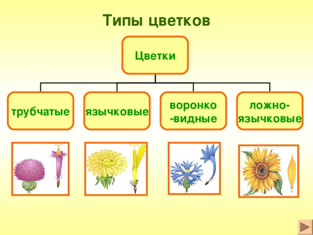 Типы цветков Цветки трубчатые язычковые воронко -видные ложно- язычковые