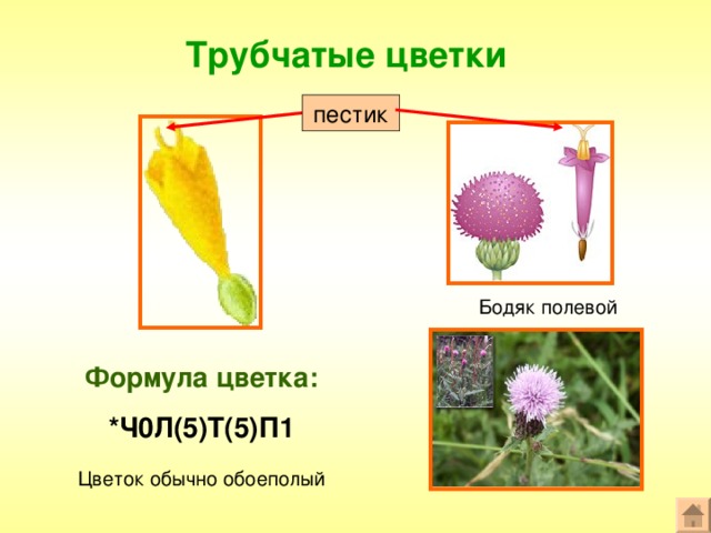 Трубчатые цветки пестик Бодяк полевой Формула цветка: * Ч0Л(5)Т(5)П1 Цветок обычно обоеполый