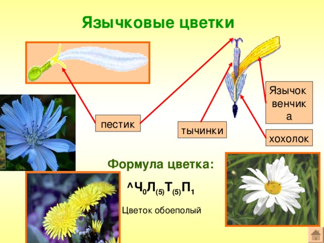 Схема сложноцветные растения