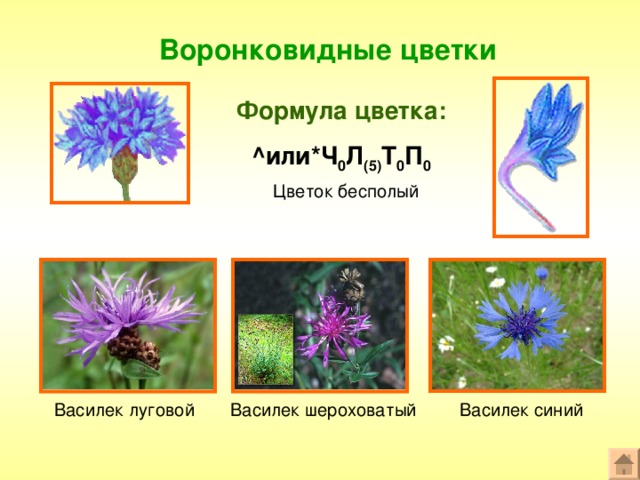 Воронковидные цветки Формула цветка: ^ или * Ч 0 Л (5) Т 0 П 0 Цветок бесполый Василек шероховатый Василек луговой Василек синий