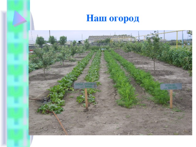 Наш огород