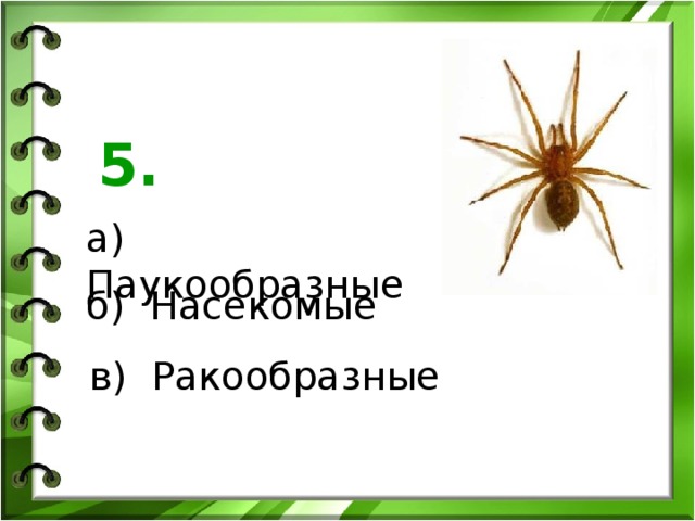 5. а) Паукообразные б) Насекомые в) Ракообразные