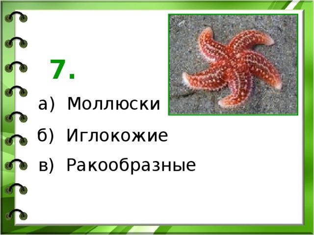 7. а) Моллюски б) Иглокожие в) Ракообразные