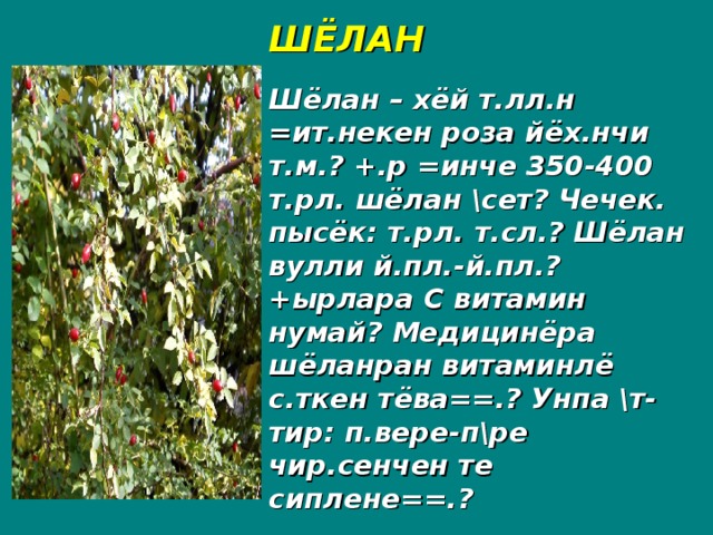 ШЁЛАН Шёлан – хёй т.лл.н =ит.некен роза йёх.нчи т.м.? +.р =инче 350-400 т.рл. шёлан \сет? Чечек. пысёк: т.рл. т.сл.? Шёлан вулли й.пл.-й.пл.? +ырлара С витамин нумай? Медицинёра шёланран витаминлё с.ткен тёва==.? Унпа \т-тир: п.вере-п\ре чир.сенчен те сиплене==.?