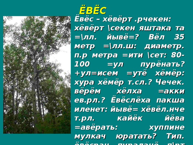 ЁВЁС Ёвёс – хёвёрт .рчекен: хёвёрт \секен яштака та =\лл. йывё=? Вёл 35 метр =\лл.ш: диаметр. п.р метра =ити \сет: 80-100 =ул пурёнать? +ул=исем =утё хёмёр: хура хёмёр т.сл.? Чечек. вёрём хёлха =акки ев.рл.? Ёвёслёха пакша иленет: йывё= хёвёл.нче т.рл. кайёк йёва =авёрать: хуппине мулкач юратать? Тип. ёвёсран пураланё п\рт =ир.п?