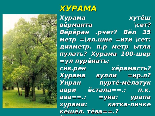 ХУРАМА Хурама хутёш вёрманта \сет? Вёрёран .рчет? Вёл 35 метр =\лл.шне =ити \сет: диаметр. п.р метр ытла пулать? Хурама 100-шер =ул пурёнать: сив.рен хёрамасть? Хурама вулли =ир.п? Унран пуртё-мёлатук аври ёстала==.: п.к. ава==.: =уна: урапа хурами: катка-пичке кёшёл. тёва==.? Ёна с.тел-пукан промышленно=.нче анлё усё кура==.?