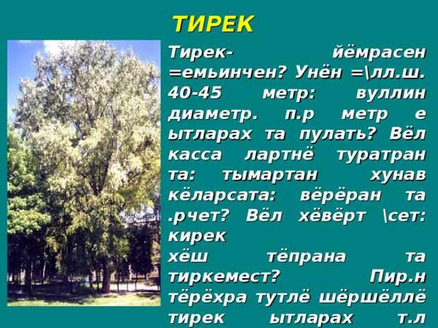 ТИРЕК Тирек- йёмрасен =емьинчен? Унён =\лл.ш. 40-45 метр: вуллин диаметр. п.р метр е ытларах та пулать? Вёл касса лартнё туратран та: тымартан хунав кёларсата: вёрёран та .рчет? Вёл хёвёрт \сет: кирек хёш тёпрана та тиркемест? Пир.н тёрёхра тутлё шёршёллё тирек ытларах т.л пулать? Шупашкарта конус: пирамида ев.рл. тирексем те \се==.?