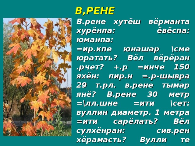 В,РЕНЕ В.рене хутёш вёрманта хурёнпа: ёвёспа: юманпа: =ир.кпе юнашар \сме юратать? Вёл вёрёран .рчет? +.р =инче 150 яхён: пир.н =.р-шывра 29 т.рл. в.рене тымар янё? В.рене 30 метр =\лл.шне =ити \сет: вуллин диаметр. 1 метра =ити сарёлать? Вёл сулхёнран: сив.рен хёрамасть? Вулли те туратти те =ир.п? В.рене вутти лайёх =унать?