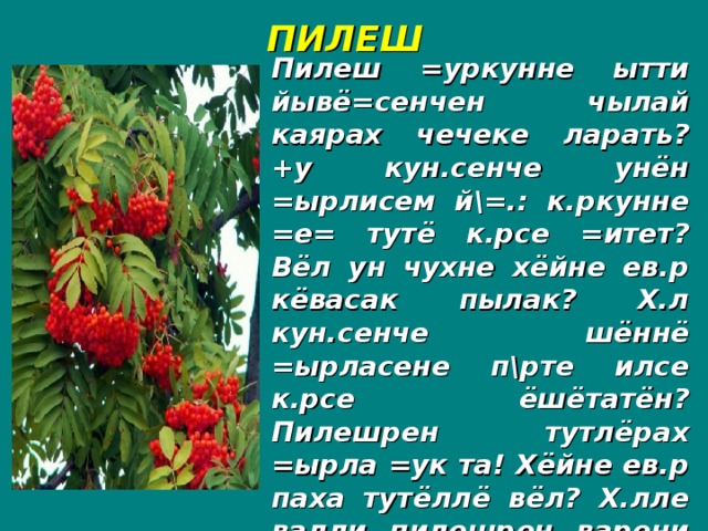 ПИЛЕШ Пилеш =уркунне ытти йывё=сенчен чылай каярах чечеке ларать? +у кун.сенче унён =ырлисем й\=.: к.ркунне =е= тутё к.рсе =итет? Вёл ун чухне хёйне ев.р кёвасак пылак? Х.л кун.сенче шённё =ырласене п\рте илсе к.рсе ёшётатён? Пилешрен тутлёрах =ырла =ук та! Хёйне ев.р паха тутёллё вёл? Х.лле валли пилешрен варени хат.рле==.?