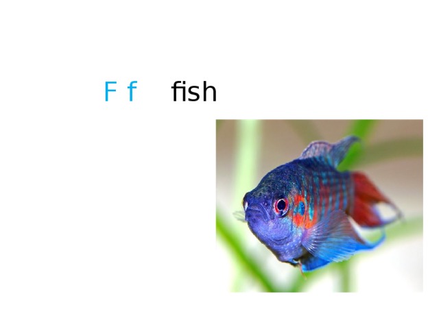 F f  fish