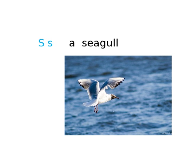 S s a seagull