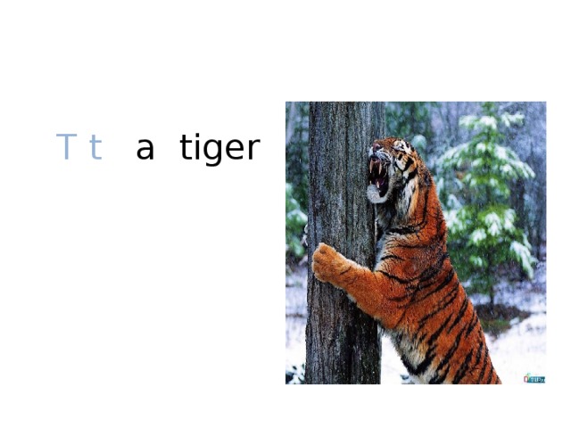 T t a tiger