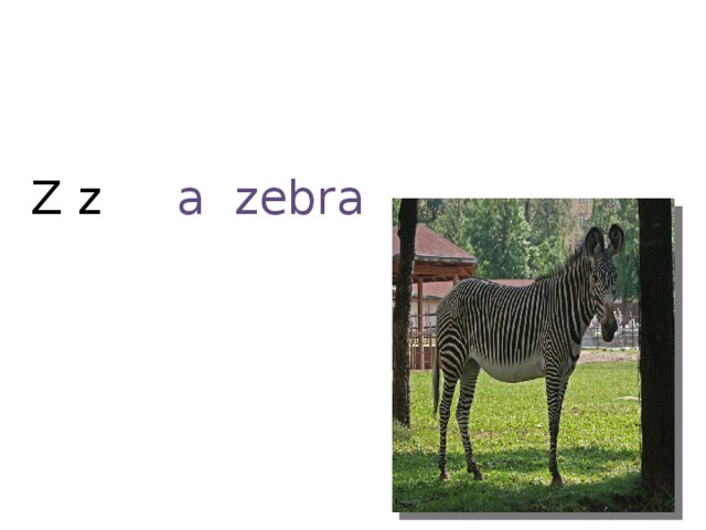 Z z a zebra