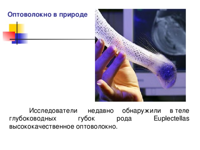 Оптоволокно в природе  Исследователи  недавно обнаружили в теле глубоководных губок рода Euplectellas высококачественное оптоволокно.