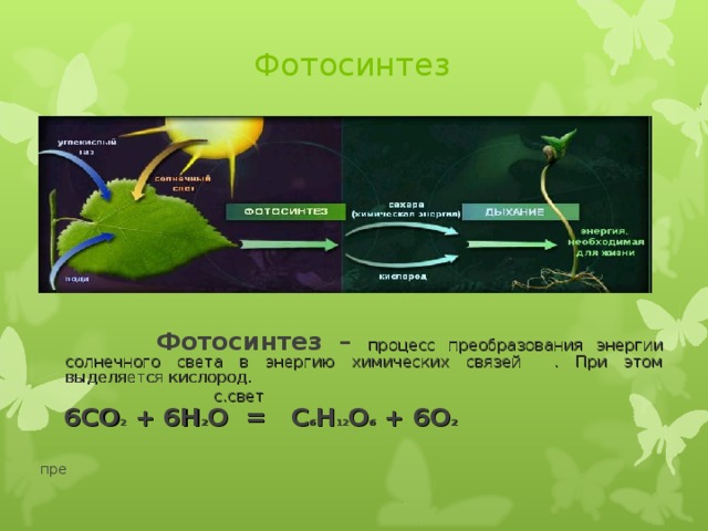 Фотосинтез  Фотосинтез – процесс преобразования энергии солнечного света в энергию химических связей . При этом выделяется кислород.  с.свет  6CO 2 + 6H 2 O = C 6 H 12 O 6 + 6O 2  пре