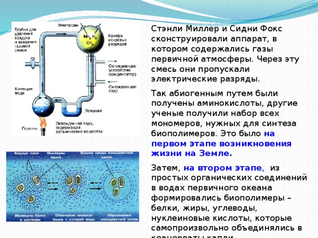 Стэнли Миллер и Сидни Фокс сконструировали аппарат, в котором содержались газы первичной атмосферы. Через эту смесь они пропускали электрические разряды. Так абиогенным путем были получены аминокислоты, другие ученые получили набор всех мономеров, нужных для синтеза биополимеров. Это было на первом этапе возникновения жизни на Земле. Затем, на втором этапе , из простых органических соединений в водах первичного океана формировались биополимеры – белки, жиры, углеводы, нуклеиновые кислоты, которые самопроизвольно объединялись в коацерваты капли.