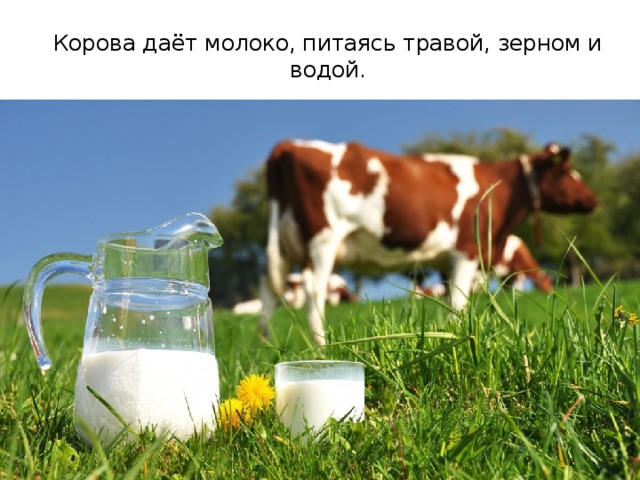 Корова даёт молоко, питаясь травой, зерном и водой.
