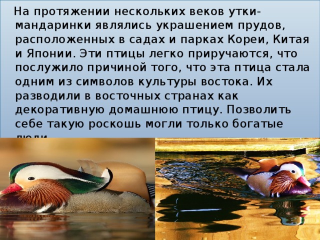 На протяжении нескольких веков утки-мандаринки являлись украшением прудов, расположенных в садах и парках Кореи, Китая и Японии. Эти птицы легко приручаются, что послужило причиной того, что эта птица стала одним из символов культуры востока. Их разводили в восточных странах как декоративную домашнюю птицу. Позволить себе такую роскошь могли только богатые люди.