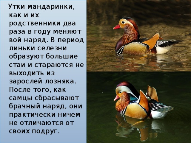 Утки мандаринки, как и их родственники два раза в году меняют вой наряд. В период линьки селезни образуют большие стаи и стараются не выходить из зарослей лозняка. После того, как самцы сбрасывают брачный наряд, они практически ничем не отличаются от своих подруг.