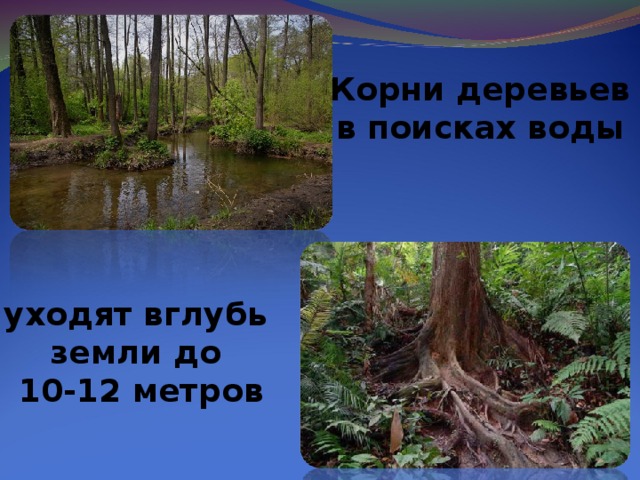 Корни деревьев в поисках воды уходят вглубь земли до 10-12 метров