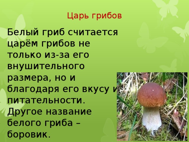 Царь грибов Белый гриб считается царём грибов не только из-за его внушительного размера, но и благодаря его вкусу и питательности. Другое название белого гриба – боровик.