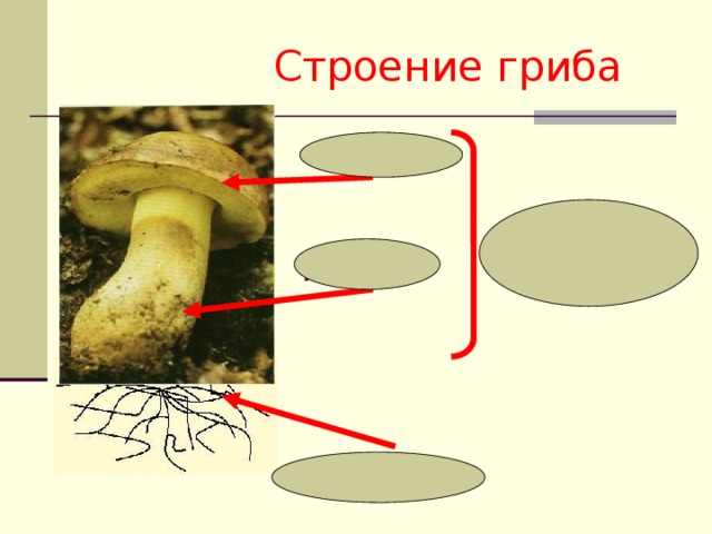 Строение гриба шляпка плодовое  тело пенёк грибница