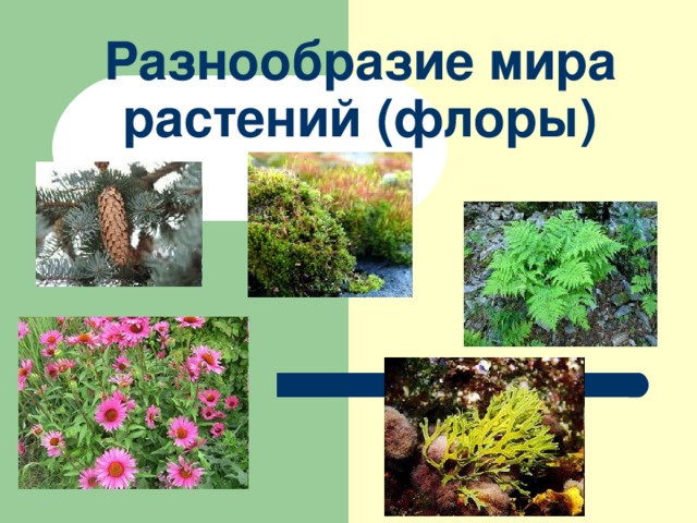 Разнообразие мира растений (флоры)