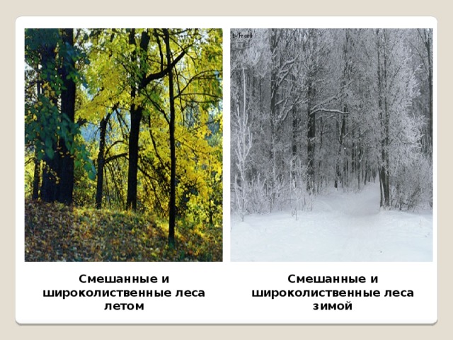 Смешанные и широколиственные леса летом Смешанные и широколиственные леса зимой