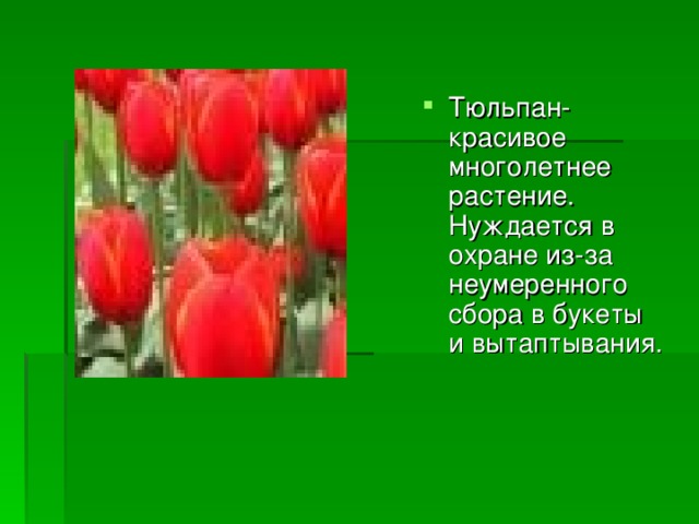 Тюльпан-красивое многолетнее растение. Нуждается в охране из-за неумеренного сбора в букеты и вытаптывания.