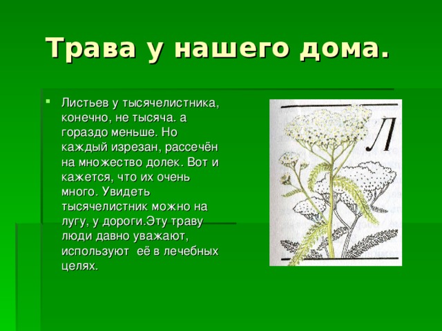 1000 листьев. Части листа тысячелистника. Трава у нашего дома 2 класс. Листьев у тысячелистника конечно не тысяча. Алоэ и тысячелистник отличие.