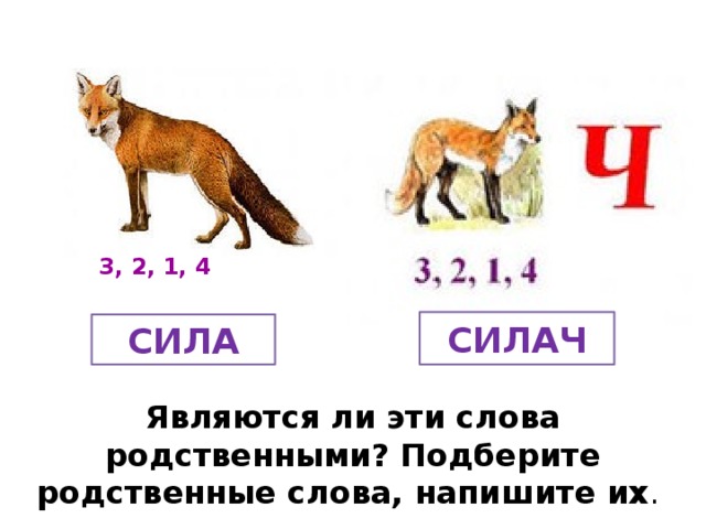 3, 2, 1, 4 СИЛАЧ СИЛА Являются ли эти слова родственными? Подберите родственные слова, напишите их .