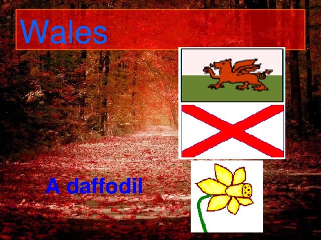 Wales A daffodil