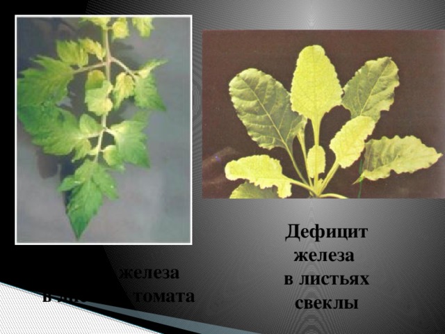 Дефицит железа в листьях свеклы Дефицит железа  в листьях томата