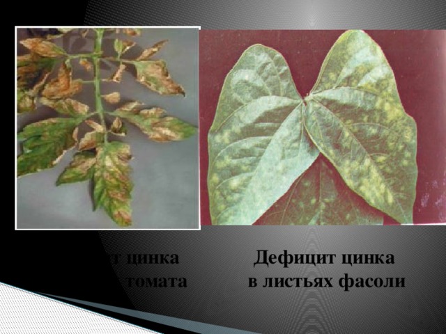 Дефицит цинка Дефицит цинка  в листьях фасоли в листьях томата