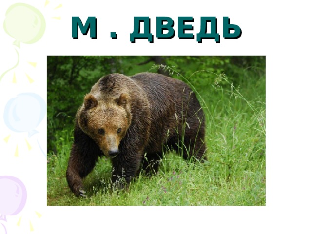 М . ДВЕДЬ