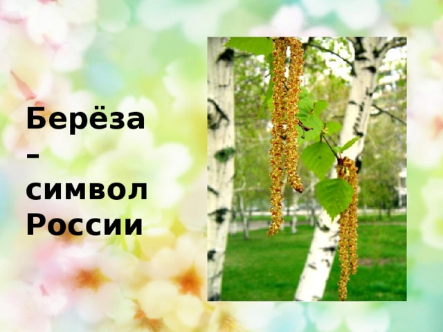 Берёза – символ России
