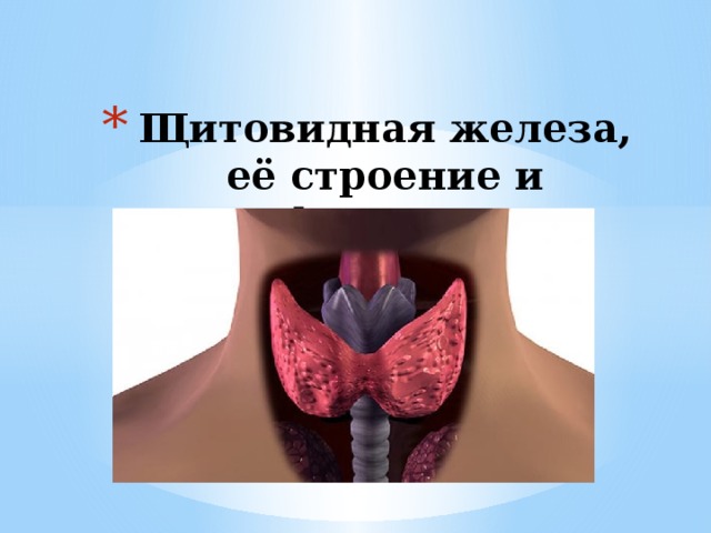 Щитовидная железа, её строение и функции