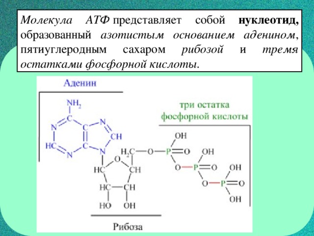 Атф состоит из остатков. Строение молекулы АТФ аденин. Химическая структура АТФ. Молекула АТФ представляет собой нуклеотид образованный. Аденозинтрифосфат молекула.