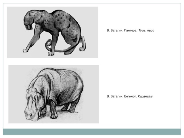 В. Ватагин. Пантера. Тушь, перо В. Ватагин. Бегемот. Карандаш