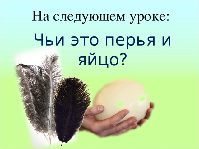 На следующем уроке: Чьи это перья и яйцо?