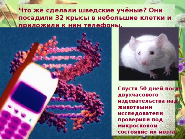 Что же сделали шведские учёные? Они посадили 32 крысы в небольшие клетки и приложили к ним телефоны. Спустя 50 дней после двухчасового издевательства над животными исследователи проверили под микроскопом состояние их мозга.