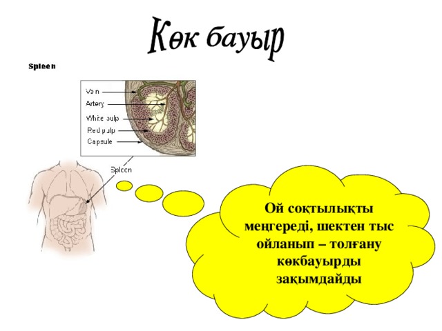 Ой соқтылықты меңгереді, шектен тыс ойланып – толғану көкбауырды зақымдайды