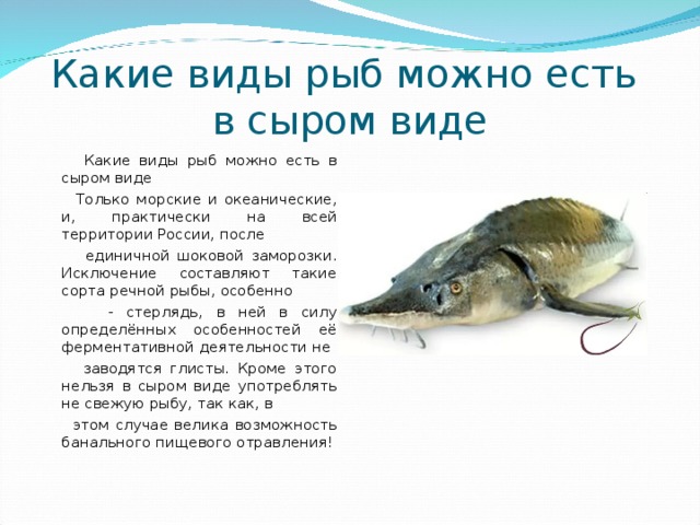 Какие виды рыб можно есть  в сыром виде  Какие виды рыб можно есть в сыром виде  Только морские и океанические, и, практически на всей территории России, после   единичной шоковой заморозки. Исключение составляют такие сорта речной рыбы, особенно   - стерлядь, в ней в силу определённых особенностей её ферментативной деятельности не   заводятся глисты. Кроме этого нельзя в сыром виде употреблять не свежую рыбу, так как, в   этом случае велика возможность банального пищевого отравления!