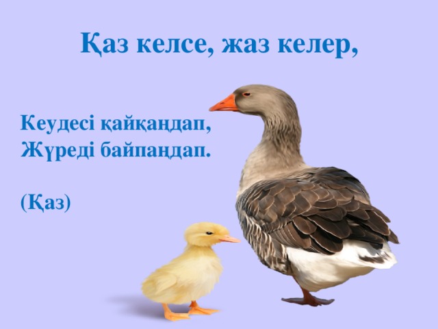 Қаз келсе, жаз келер, Кеудесі қайқаңдап,  Жүреді байпаңдап.  (Қаз)