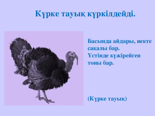 Күрке тауық күркілдейді.   Басында айдары, иекте сақалы бар.  Үстінде күжірейген тоны бар.      (Күрке тауық)