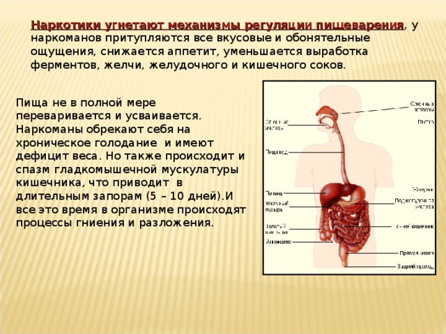 Наркотики угнетают механизмы регуляции пищеварения , у наркоманов притупляются все вкусовые и обонятельные ощущения, снижается аппетит, уменьшается выработка ферментов, желчи, желудочного и кишечного соков.  Пища не в полной мере переваривается и усваивается. Наркоманы обрекают себя на хроническое голодание и имеют дефицит веса. Но также происходит и спазм гладкомышечной мускулатуры кишечника, что приводит в длительным запорам (5 – 10 дней).И все это время в организме происходят процессы гниения и разложения.