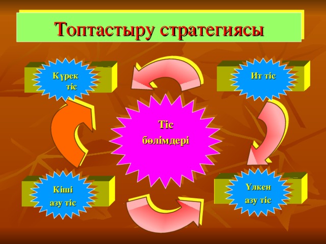 Топтастыру стратегиясы Ит тіс Күрек тіс     Тіс бөлімдері Үлкен азу тіс Кіші азу тіс