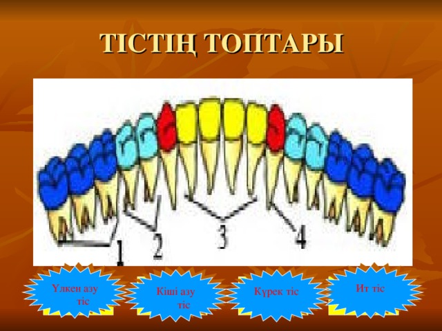 ТІСТІҢ ТОПТАРЫ Ит тіс Үлкен азу тіс Күрек тіс Кіші азу тіс