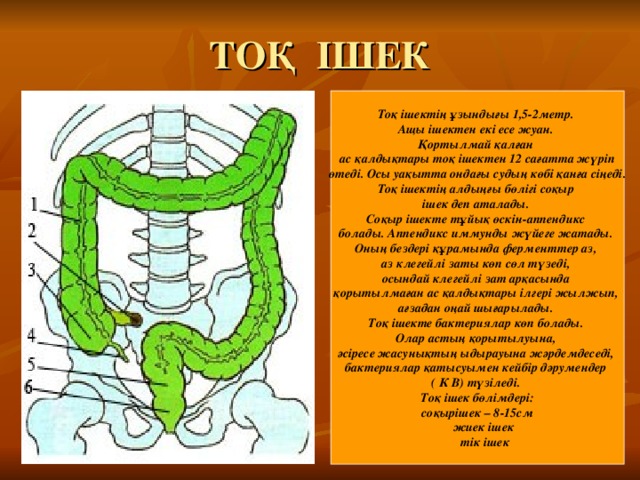 ТОҚ ІШЕК Тоқ ішектің ұзындығы 1,5-2метр. Ащы ішектен екі есе жуан. Қортылмай қалған ас қалдықтары тоқ ішектен 12 сағатта жүріп  өтеді. Осы уақытта ондағы судың көбі қанға сіңеді. Тоқ ішектің алдыңғы бөлігі соқыр ішек деп аталады. Соқыр ішекте тұйық өскін-аппендикс болады. Аппендикс иммунды жүйеге жатады. Оның бездері құрамында ферменттер аз, аз клегейлі заты көп сөл түзеді, осындай клегейлі зат арқасында қорытылмаған ас қалдықтары ілгері жылжып, ағзадан оңай шығарылады. Тоқ ішекте бактериялар көп болады. Олар астың қорытылуына, әсіресе жасунықтың ыдырауына жәрдемдеседі, бактериялар қатысуымен кейбір дәрумендер ( К В) түзіледі.  Тоқ ішек бөлімдері: соқырішек – 8-15см  жиек ішек  тік ішек